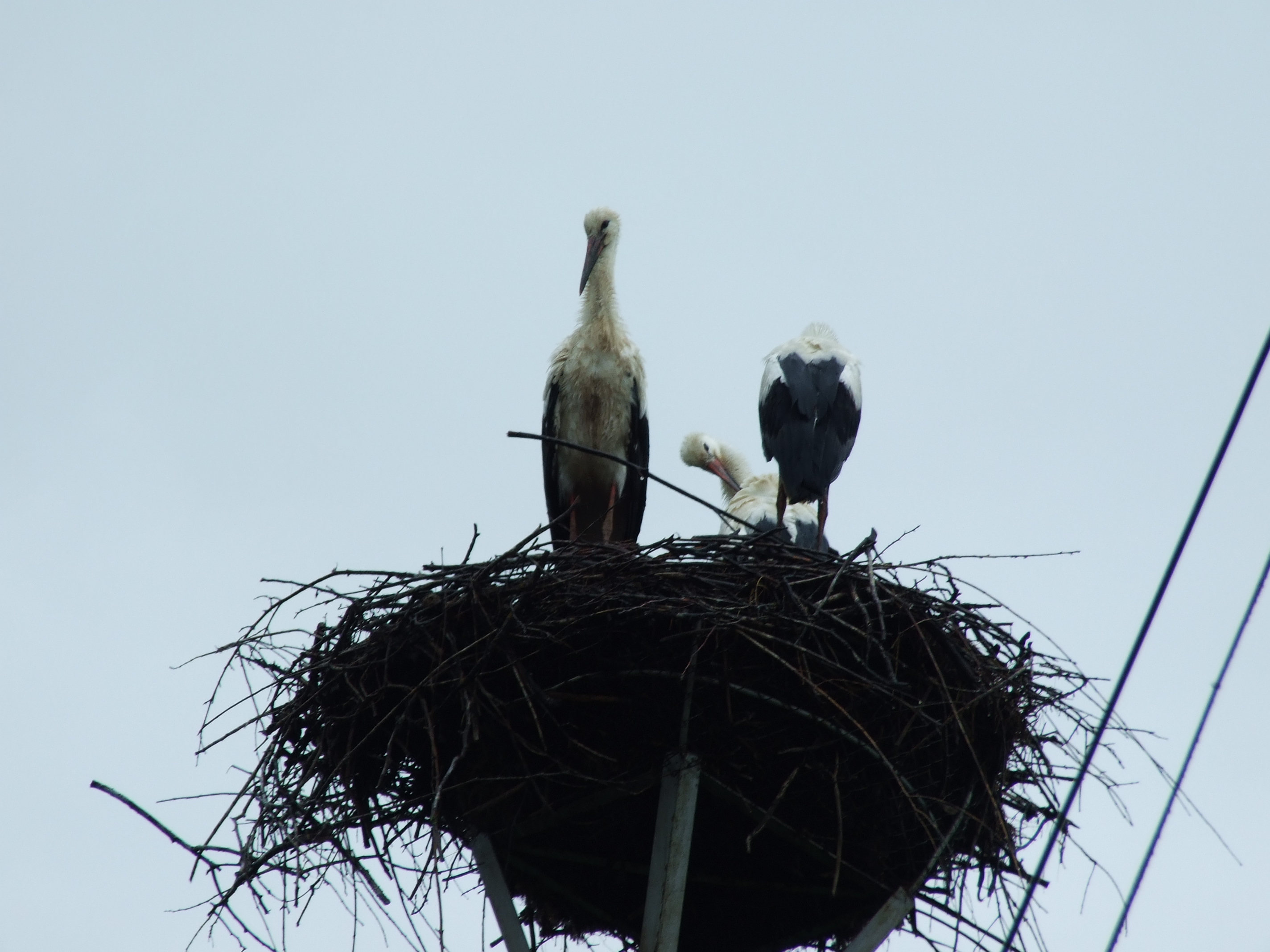 DSCF1719.JPG